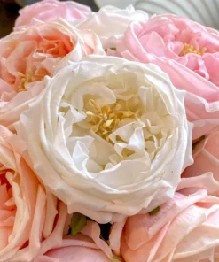 Inspire Me! Home Decor Real Touch Austin Rose (4 Colors) Floral Stems